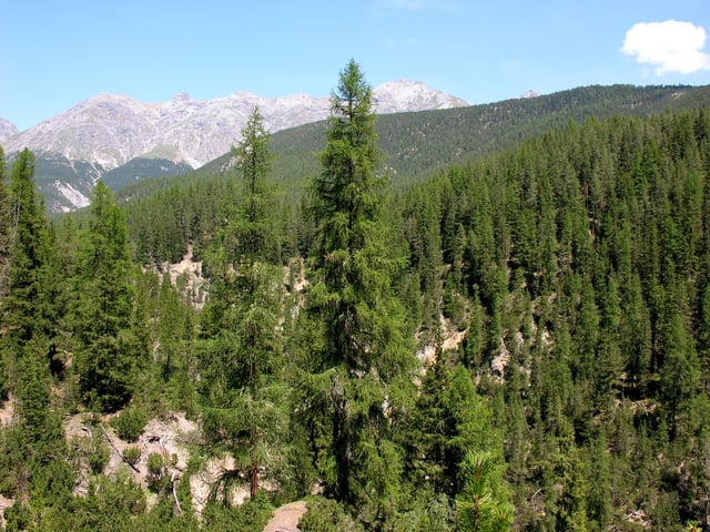 A conifer forest in the Swiss Alps (National Park)