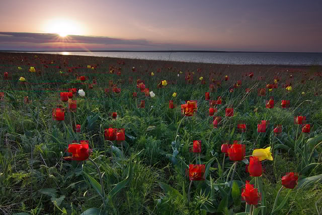 Tulipa suaveolens is one of the most typical spring flowers of the Pontic-Caspian steppe.