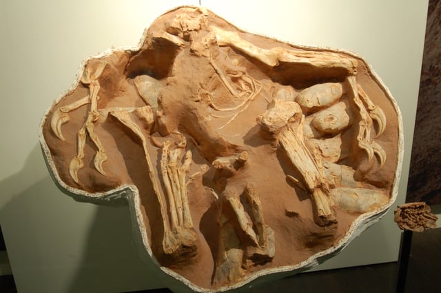 Fossil interpreted as a nesting oviraptorid Citipati at the American Museum of Natural History. Smaller fossil far right showing inside one of the eggs.