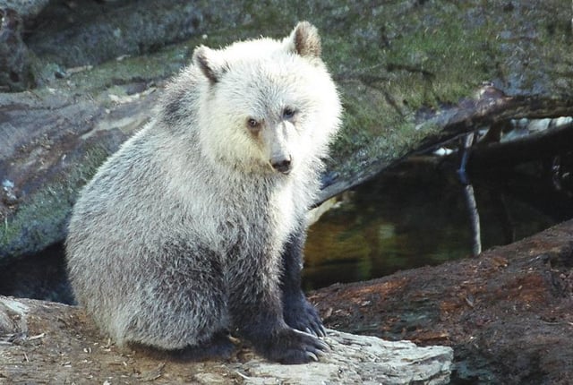 Grizzly bear cub in Western Canada
