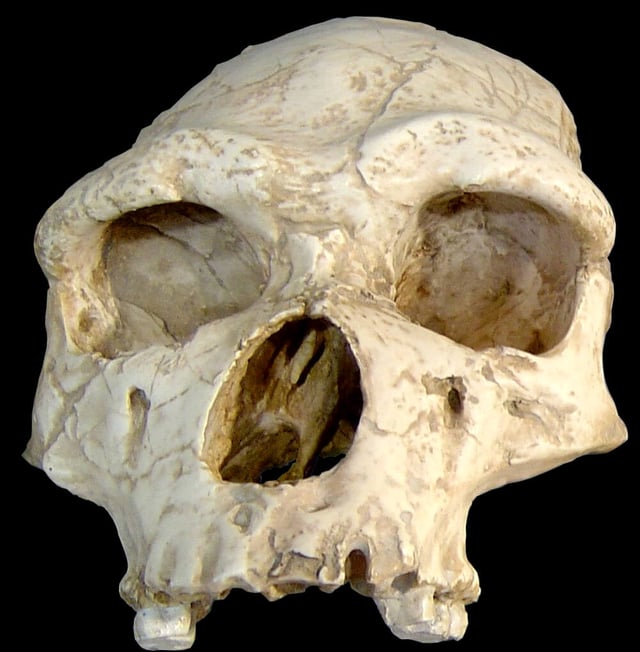 Stage 1: Early pre-Neanderthal, possibly Homo erectus, (Tautavel Man, 450 ka)