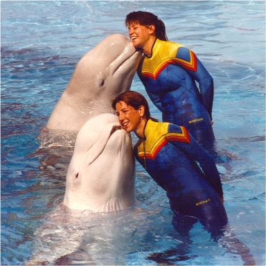 Beluga whales and trainers in an aquarium