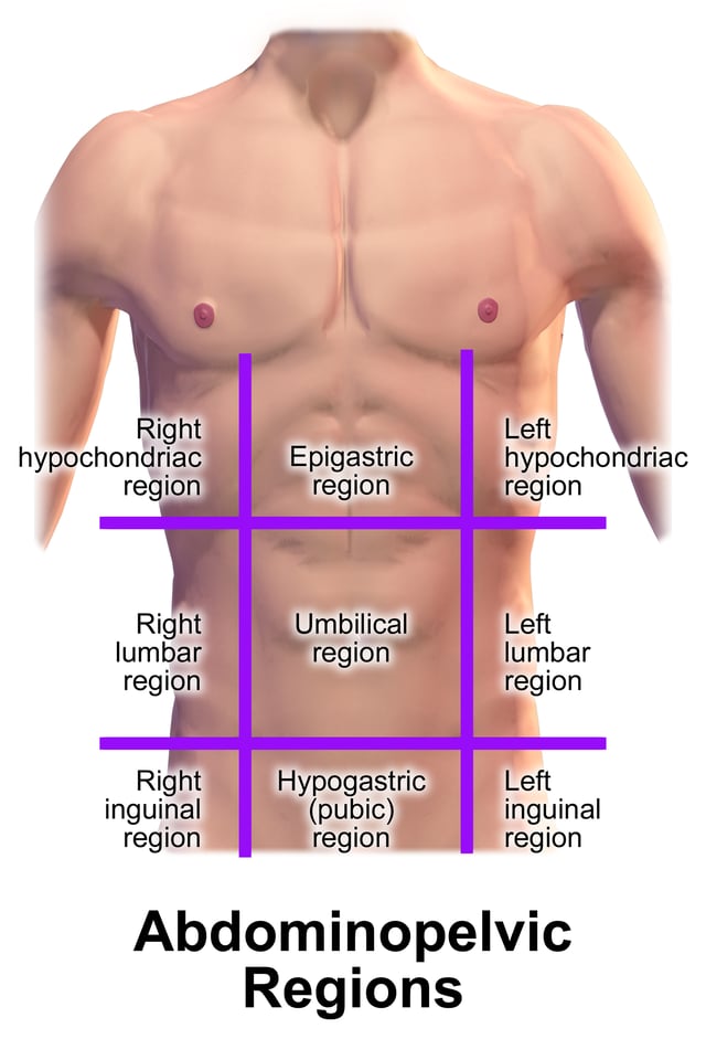 Regions of abdomen