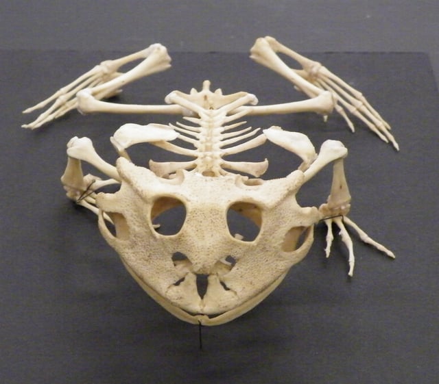 Skeleton of the Surinam horned frog(Ceratophrys cornuta)