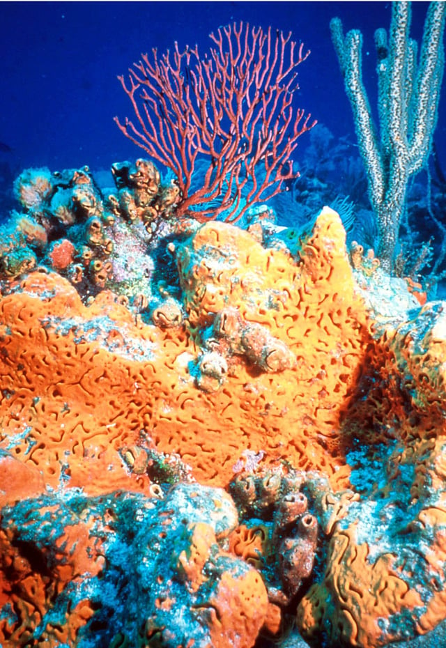 Examples of non-bilaterian animals are sponges and coral : the orange animal in the midfield is an elephant ear sponge, Agelas clathrodes sea fan Iciligorgia schrammi , and (upper right corner) is a sea rod, Plexaurella nutans .