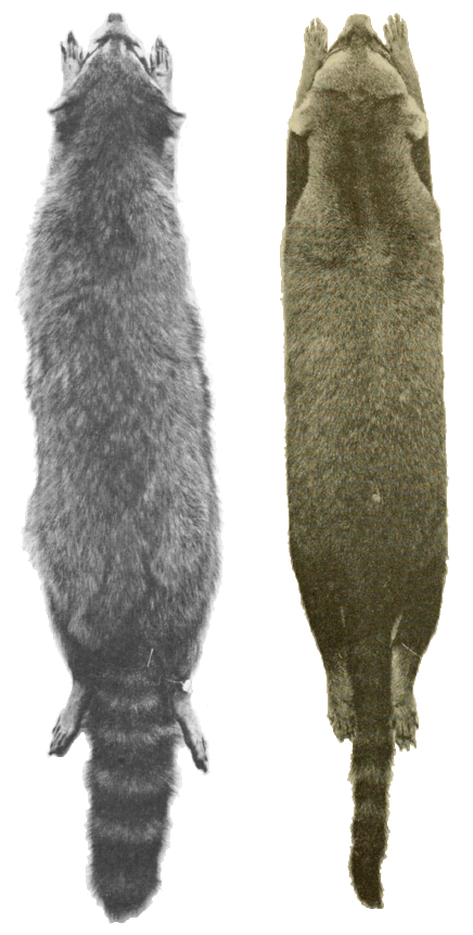 Skins of P. lotor and P. cancrivorus