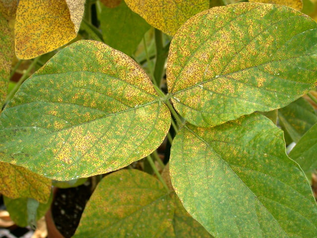 Soybean rust