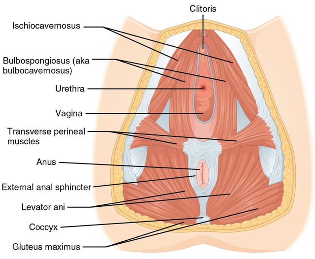 Muscles underlying the vulva and perineum