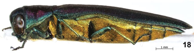 Agrilus crepuscularis holotype.