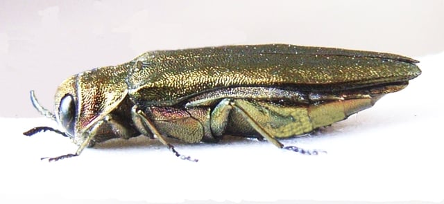 Agrilus viridis