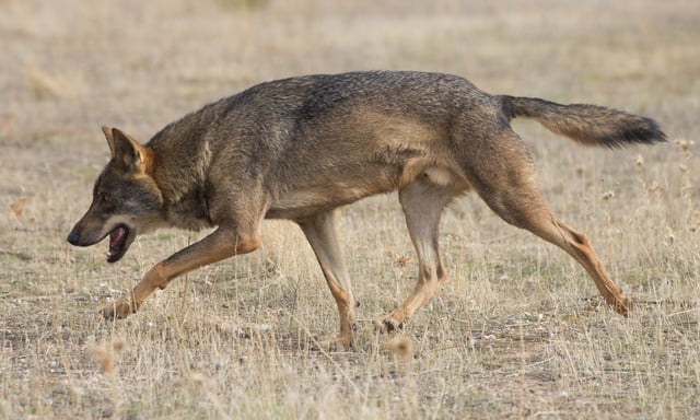 Iberian wolf trotting in summer fur. They generally place their hind paws in the tracks made by the front paws.