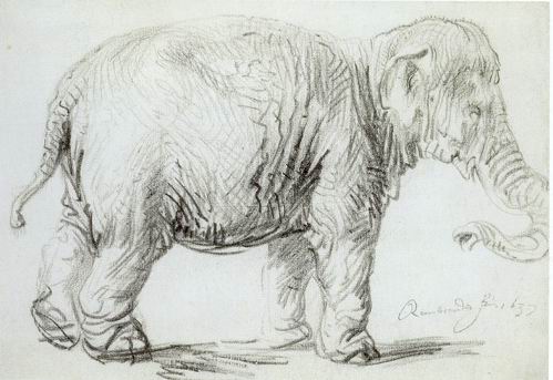 Hansken, a young female Asian elephant from Dutch Ceylon, was brought to Amsterdam in 1637, aboard a VOC ship. Rembrandt's Hansken drawing is believed to be an early portrait of one of the first Asian elephants described by science.