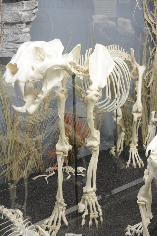 Bengal tiger skeleton on display at the Museum of Osteology