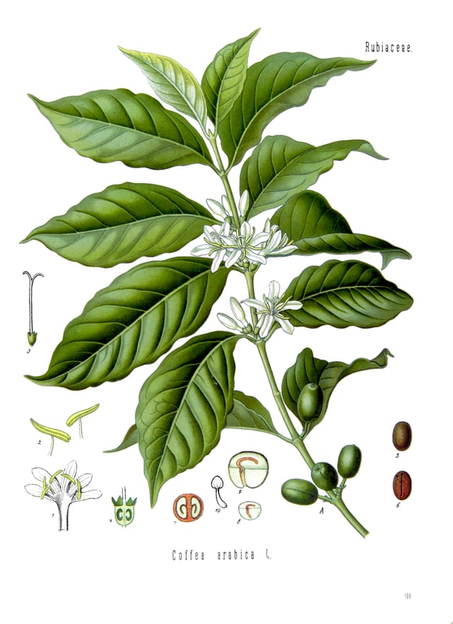 Illustration of Coffea arabica