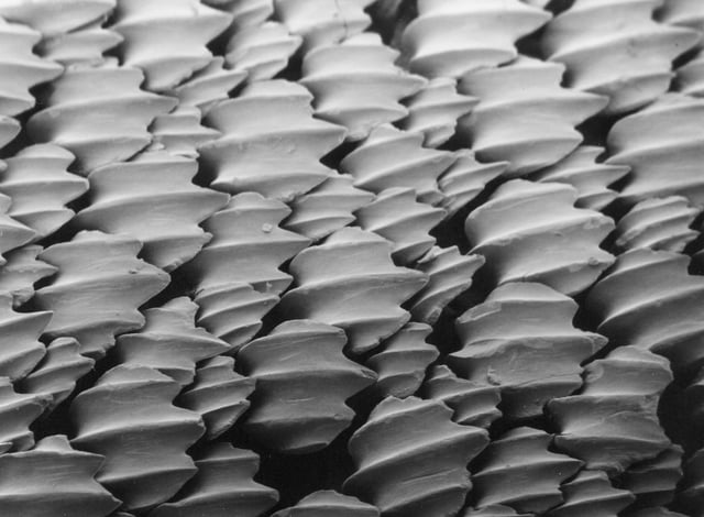 The dermal denticles of a lemon shark, viewed through a scanning electron microscope