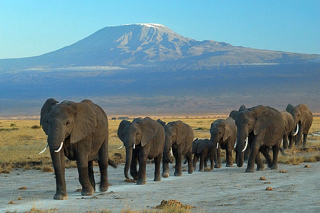Elephants at the Amboseli National Park against Mount Kilimanjaro