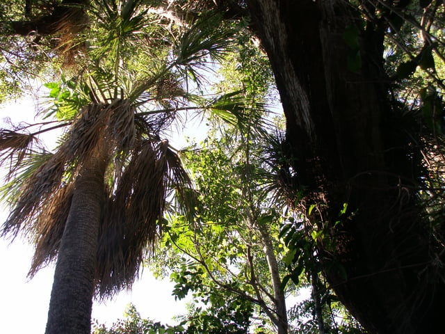 In a tropical hardwood hammock, trees are very dense and diverse.