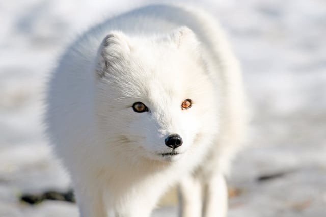 Arctic fox, a predator of smaller animals that live beneath the snow