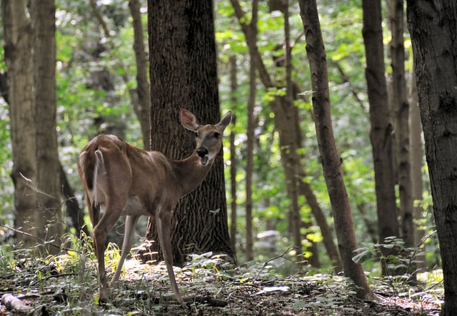 A white-tailed deer in Eagle Creek Park, one of the largest municipal parks in the U.S.