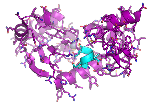 X-ray crystallography structure of the HPV type 16 oncoprotein E6 (purple) shown bound to the LxxLL peptide motif of the human protein ubiquitin ligase E6P (cyan). Rendered from PDB: 4GIZ   ​.