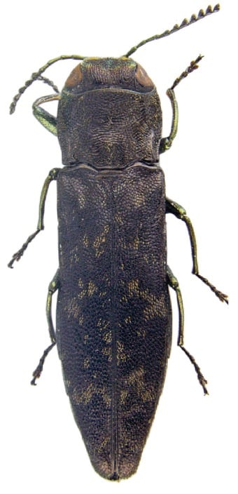 Agrilus nebulosus.