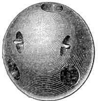 Drawing of a carcass shell
