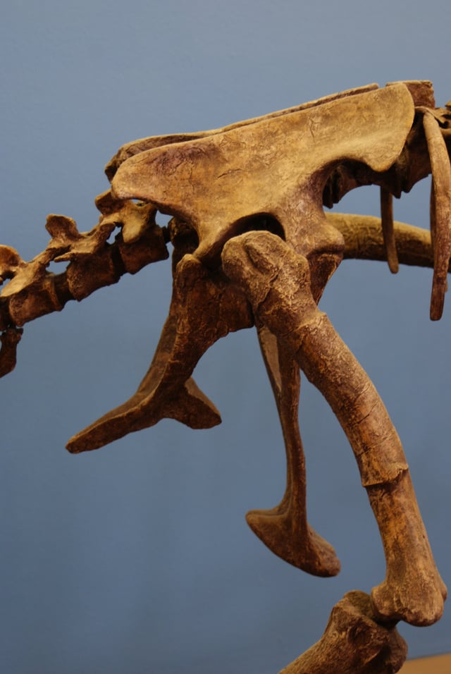 The pelvic girdle of the dinosaur Falcarius utahensis