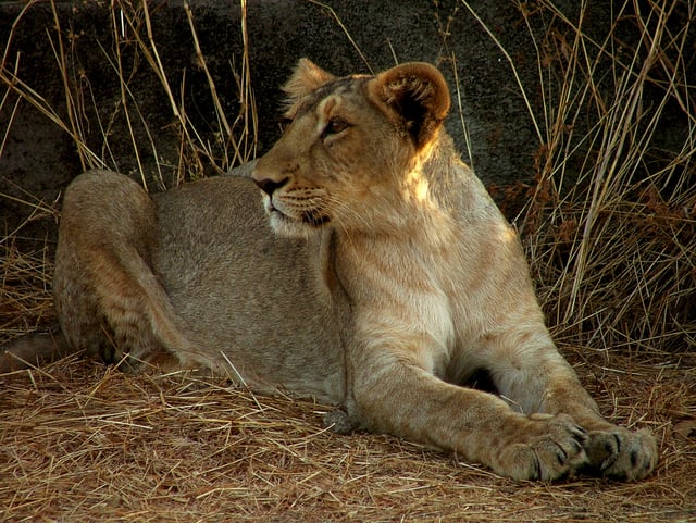 A lioness in Gir Forest National Park
