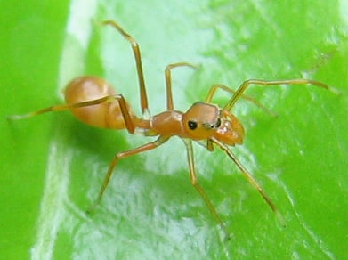 The spider Myrmarachne plataleoides (female shown) mimics weaver ants to avoid predators.