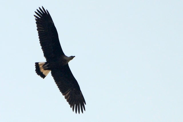 Pallas's fish eagle in flight. From Jim Corbett National Park