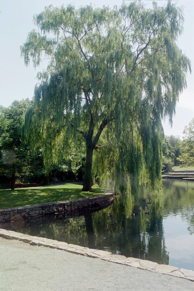 A weeping willow, an example of a hybrid between two types of willow
