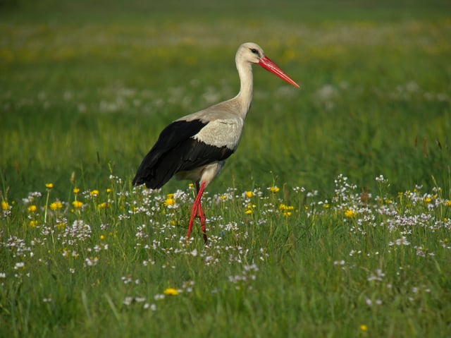 Poland is host to the largest white stork population in Europe.
