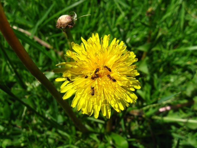 Ants may obtain nectar from flowers such as the dandelion but are only rarely known to pollinate flowers.