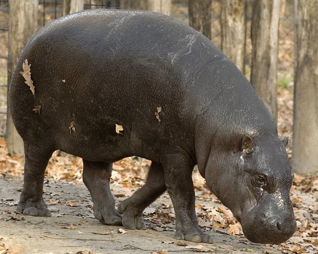 Pygmy hippos are among the species illegally hunted for food in Liberia. The World Conservation Union estimates that there are fewer than 3,000 pygmy hippos remaining in the wild.