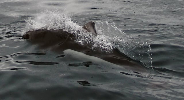Dall's porpoise in Prince William Sound causing a "rooster tail"