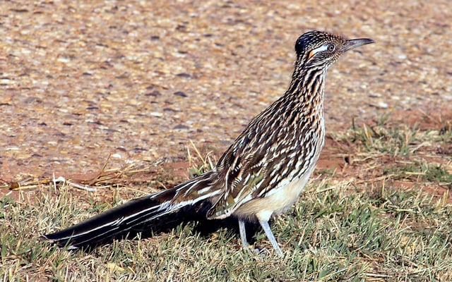 Greater roadrunner (the state bird of New Mexico)