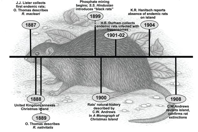 Extinction timeline for Christmas Island rats