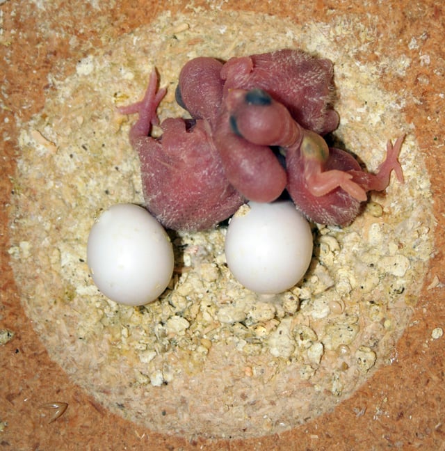 The chicks and eggs of budgerigar in nest box