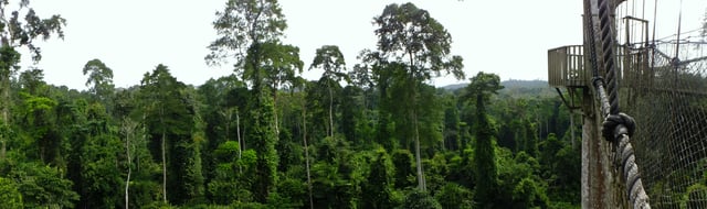 Panorama view of Kakum National Park, located in the coastal environs of the Central region on the Gulf of Guinea and Atlantic Ocean, covers an area of 375 square kilometres (145 sq mi). Established in 1931 as a game reserve and nature reserve, it was gazetted as a national park only in 1992 after an initial survey of avifauna was conducted. The national park is covered with tropical rainforest. Kakum National Park is the only national park in Africa with a canopy walkway, which is 350 metres (1,150 ft) long and connects seven canopy tree tops which provides access to the rainforests.