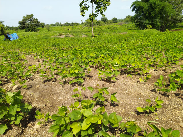 Soyabean field in India