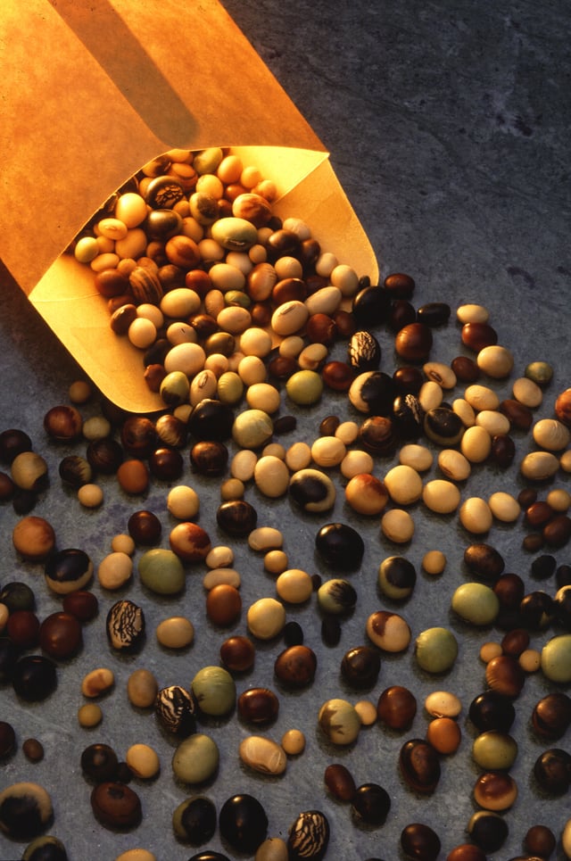 Varieties of soybeans are used for many purposes.