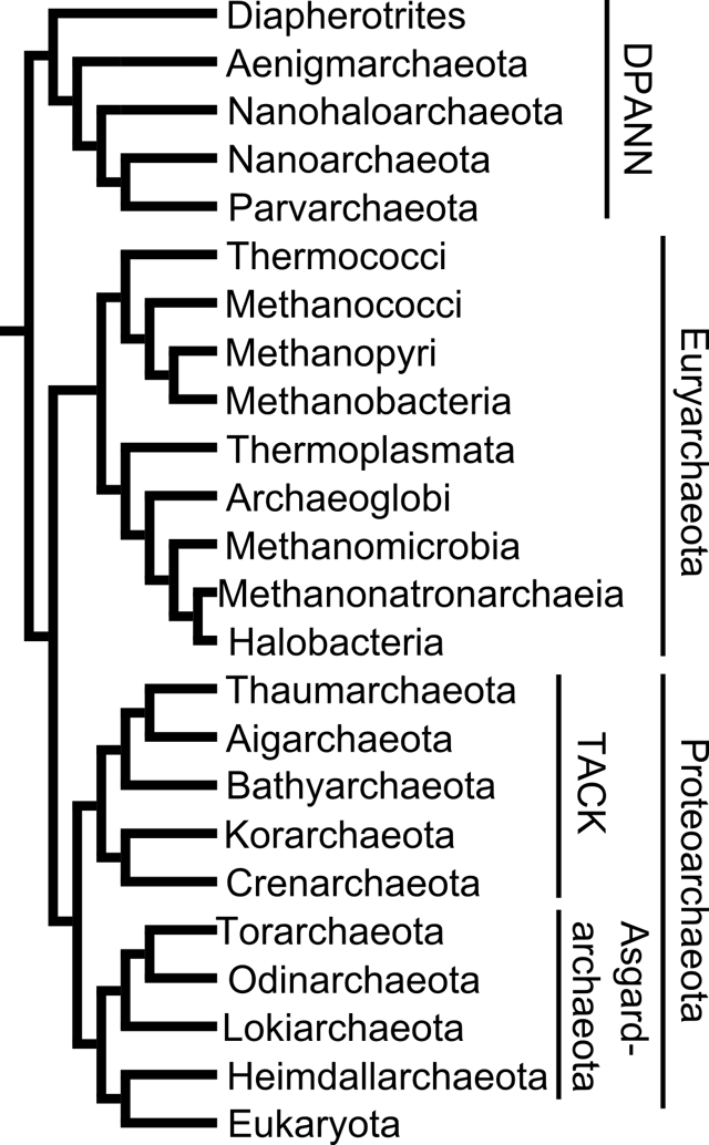 Phylogenetic tree of Archaea using conserved genes