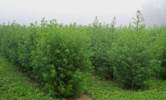 Artemisia annua, source of the antimalarial drug artemisinin