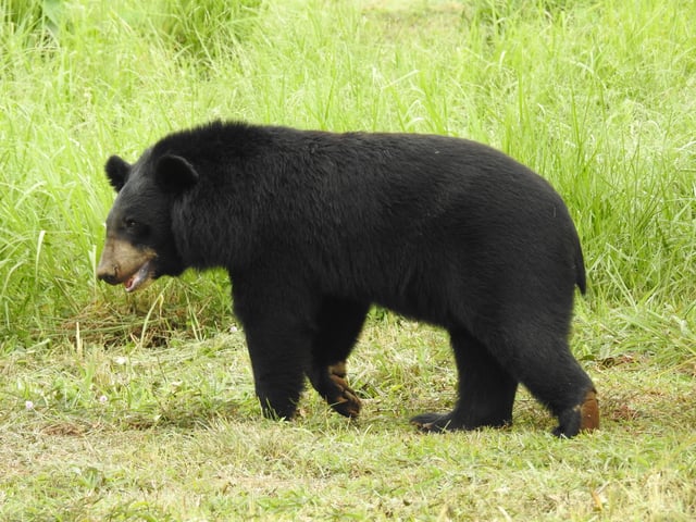 Himalayan black bear