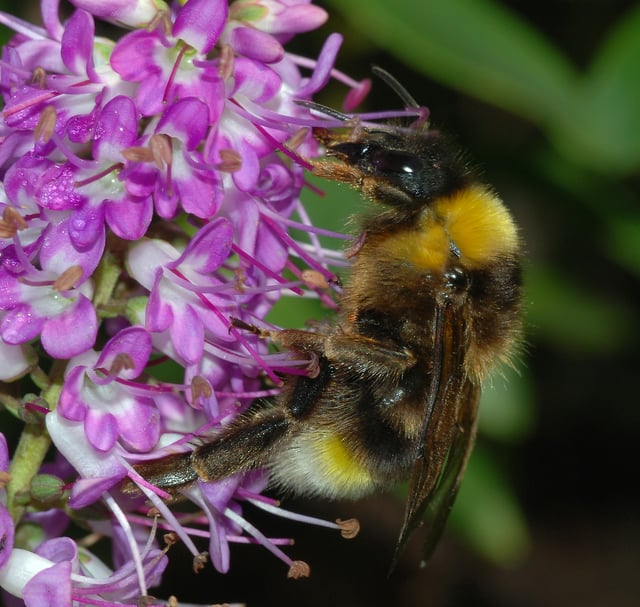 Bombus vestalis, a brood parasite of the bumblebee Bombus terrestris