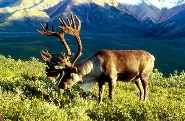 A large bull reindeer in Alaska