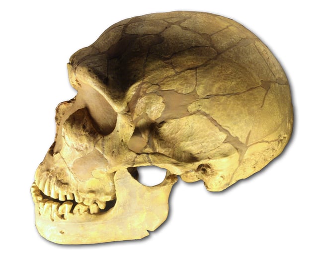 La Ferrassie 1, skull cast