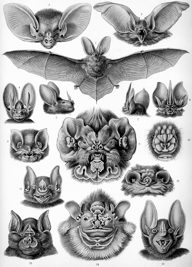 "Chiroptera" from Ernst Haeckel's *Kunstformen der Natur *, 1904