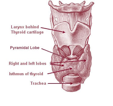 The thyroid gland surrounds the cricoid and tracheal cartilages and consists of two lobes. This image shows a variant thyroid with a pyramidal lobe emerging from the middle of the thyroid.