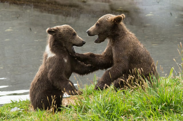 Kodiak bear cubs play-fighting